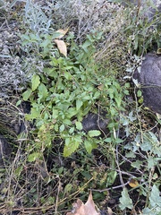 Scrophularia parviflora