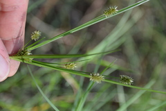 Cyperus retrorsus
