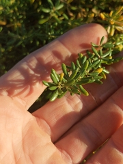 Frankenia salina