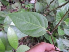 Piper xylosteoides