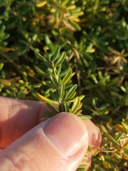 Frankenia salina