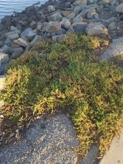 Frankenia salina