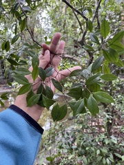 Myrcia chytraculia, photograph Brandon Corder, CC BY, iNaturalist via GBIF