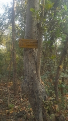 Mitragyna parvifolia