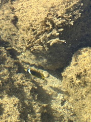Chaetodon lunula