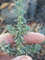 Suaeda taxifolia