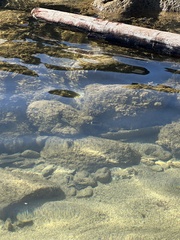Chaetodon lunula