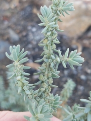 Suaeda taxifolia