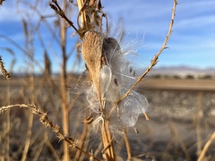 Funastrum