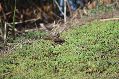 Passerella iliaca annectens