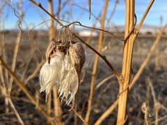 Funastrum