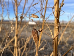 Funastrum
