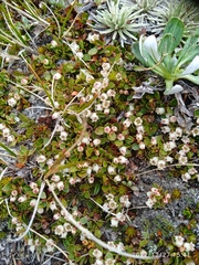 Gaultheria nubicola