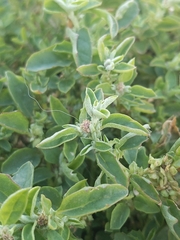 Atriplex suberecta