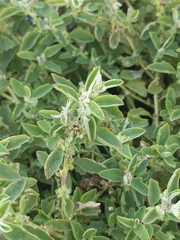 Atriplex suberecta