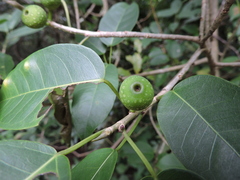 Ficus arpazusa