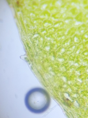 Plagiomnium ellipticum