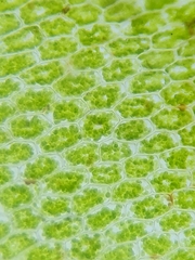 Plagiomnium ellipticum