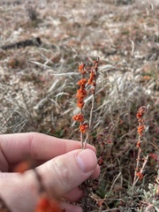 Eriogonum wrightii membranaceum