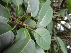 Ficus arpazusa