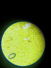 Plagiomnium ellipticum