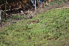 Passerella iliaca annectens