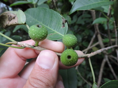 Ficus arpazusa