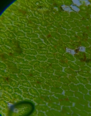 Plagiomnium ellipticum