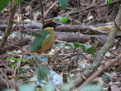 Pitta versicolor
