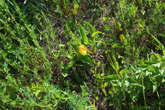 Cypripedium parviflorum pubescens