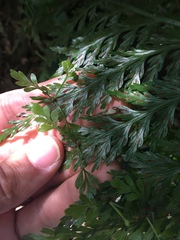 Asplenium × lucrosum