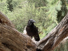 Corvus mellori