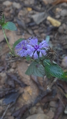 Phyllocephalum scabridum