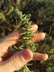 Suaeda taxifolia
