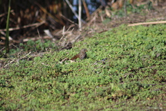 Passerella iliaca annectens