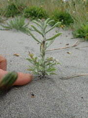 Gamochaeta americana