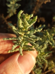 Suaeda taxifolia