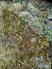 Gaultheria nubicola