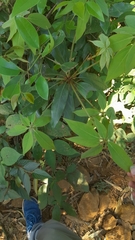 Actinodaphne hookeri