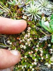 Gaultheria nubicola