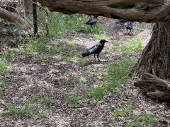 Corvus mellori