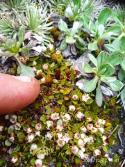 Gaultheria nubicola