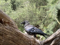 Corvus mellori