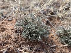 Chaetopappa ericoides