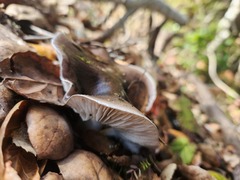 Cortinarius ohlone