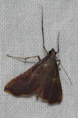 Endotricha mesenterialis