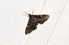 Piletocera macroperalis