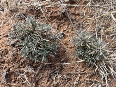 Chaetopappa ericoides