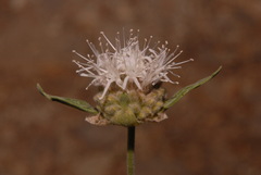 Monardella odoratissima pallida