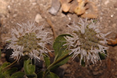Monardella odoratissima pallida